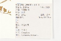 碎米薺藏品圖，第2張