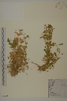 繁縷藏品圖，第1張