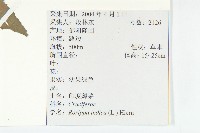 葶藶藏品圖，第2張