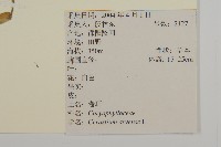 卷耳藏品圖，第2張