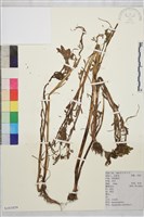 石龍芮藏品圖，第1張