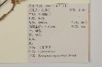 大果衛矛藏品圖，第2張