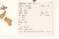 蒲公英藏品圖，第2張