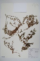 附地菜藏品圖，第1張