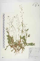 薺藏品圖，第1張
