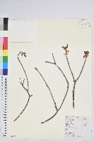 齒緣吊鐘花藏品圖，第1張