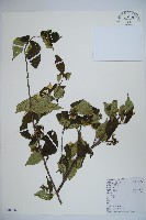 蝴蝶莢迷藏品圖，第1張