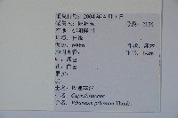 蝴蝶莢迷藏品圖，第2張