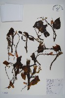 青榨槭藏品圖，第1張