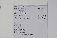 青榨槭藏品圖，第2張