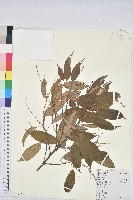 苦櫧栲藏品圖，第1張