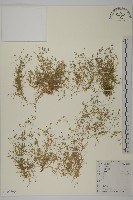 瓜槌草、漆姑草藏品圖，第1張