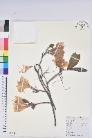 羊躑躅藏品圖，第1張