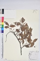 米飯花藏品圖，第1張