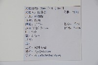 尾葉冬青藏品圖，第2張