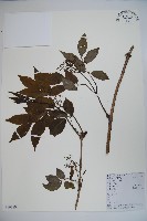 接骨木，木蒴藋藏品圖，第1張