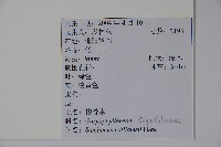 接骨木，木蒴藋藏品圖，第2張