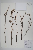 鵝耳櫪藏品圖，第1張