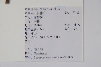 鵝耳櫪藏品圖，第2張