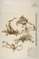 鼠麴草藏品圖，第1張