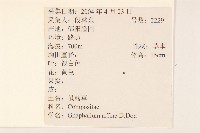 鼠麴草藏品圖，第2張