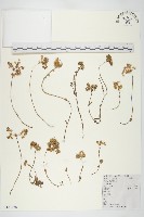 佛甲草、金莿插藏品圖，第1張