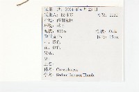 佛甲草、金莿插藏品圖，第2張