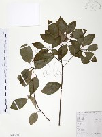 樟樹藏品圖，第1張