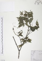 灰色木藍藏品圖，第1張