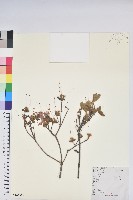 雲錦杜鵑藏品圖，第1張