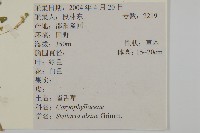 雀舌草藏品圖，第2張