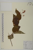 昆明山海棠藏品圖，第1張