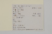 昆明山海棠藏品圖，第2張