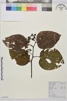 毛果枳椇藏品圖，第1張