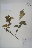 長葉野扇花藏品圖，第1張