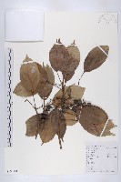 薯豆藏品圖，第1張