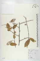 宜昌胡頹子藏品圖，第1張