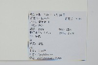 鼠李冬青、滿樹星藏品圖，第2張