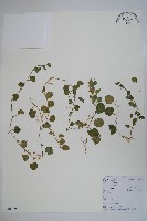 銅錘玉帶草藏品圖，第1張