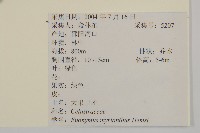 大果衛矛藏品圖，第2張