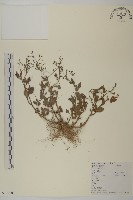 魚眼菊藏品圖，第1張