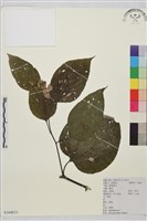 枳椇藏品圖，第1張