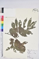 茅栗藏品圖，第1張