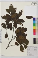 鈍齒鼠李藏品圖，第1張