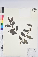 紅毛饅頭果藏品圖，第1張