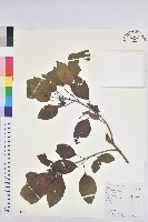 白臼藏品圖，第1張