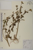 杓兒菜藏品圖，第1張