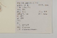 杓兒菜藏品圖，第2張