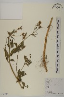 鬼針舅藏品圖，第1張