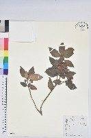 馬銀花藏品圖，第1張